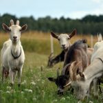 cresterea caprelor cu produse de la super farm land