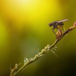 Musca fotografiata de aproape pe o tulpina de floare