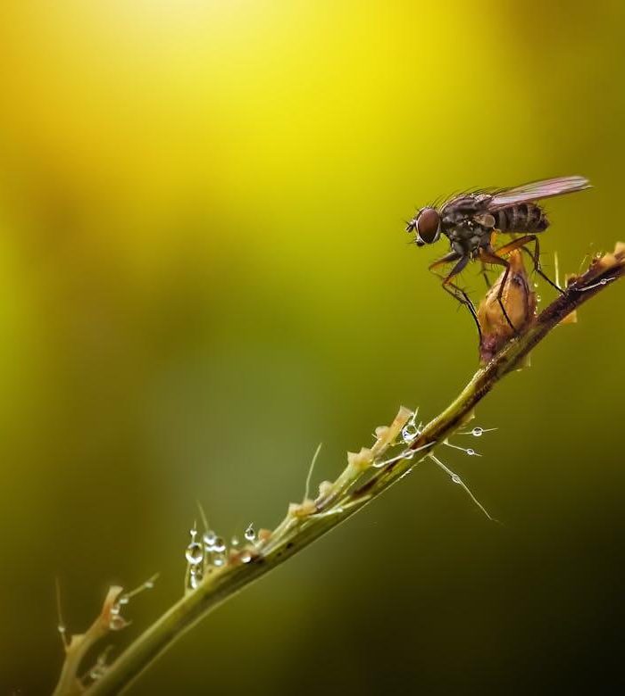 Musca fotografiata de aproape pe o tulpina de floare