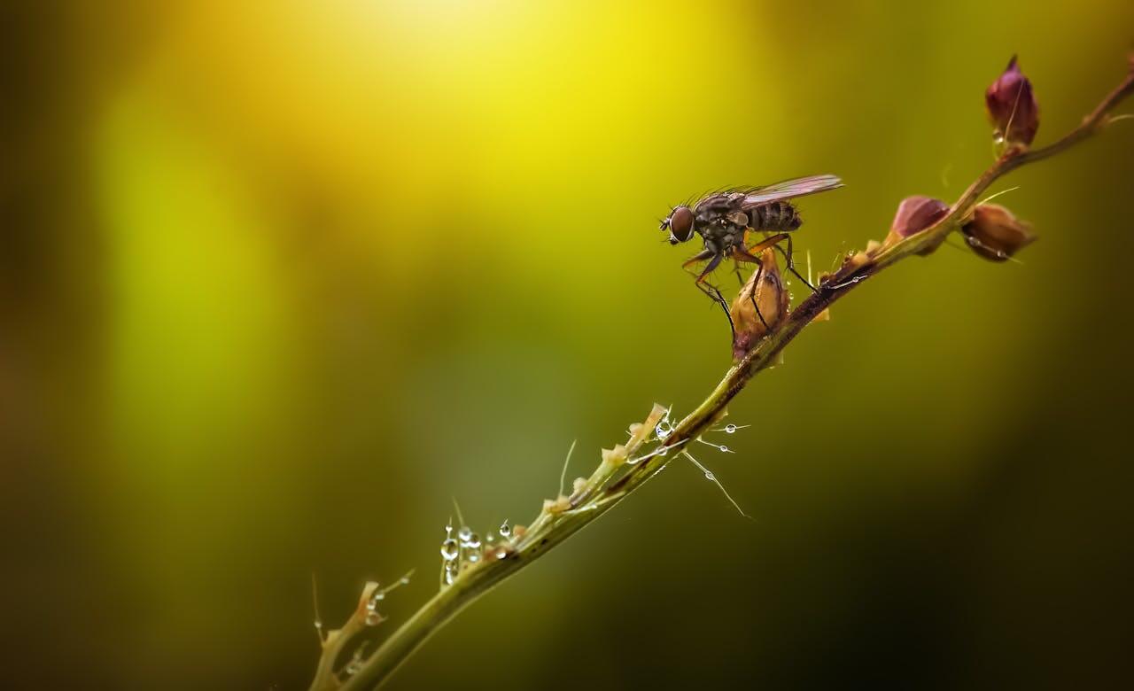 Musca fotografiata de aproape pe o tulpina de floare