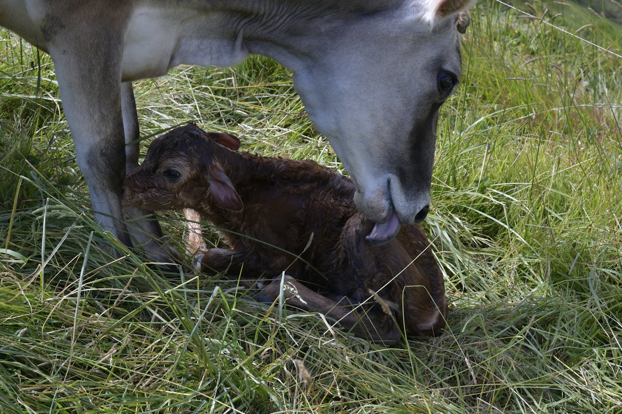 Vaca care isi ingrijeste vitelul nou-nascut