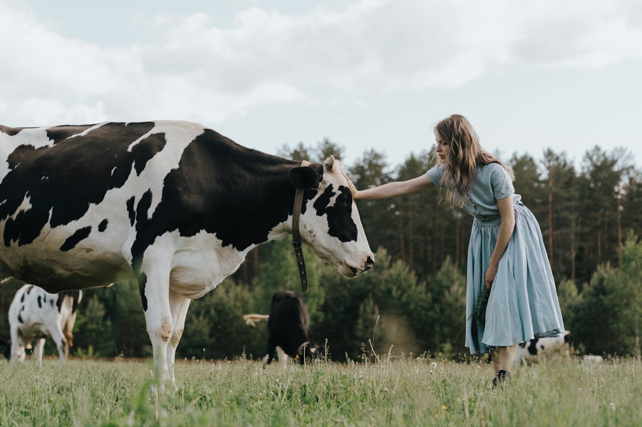 Vaca ingrijita de personalul de la ferma